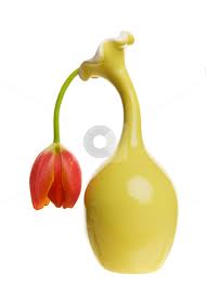 tulip