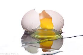 egg