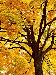 tree2
