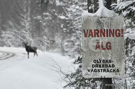 älg